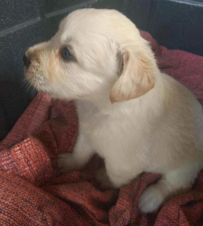 Cachorro ra a SRD idade Abaixo de 2 meses nome Nate