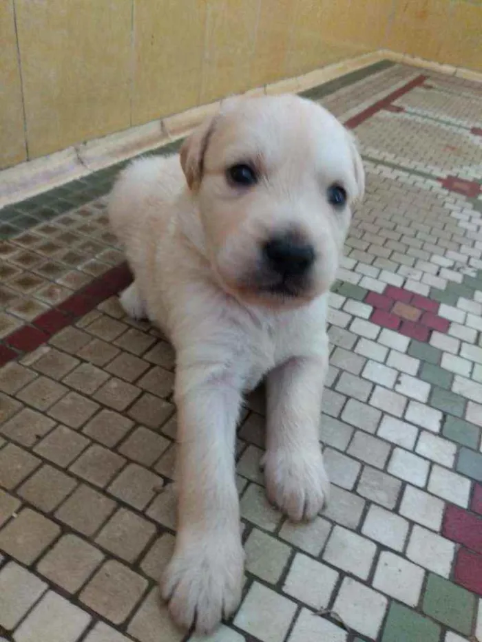 Cachorro ra a SRD idade Abaixo de 2 meses nome Nate