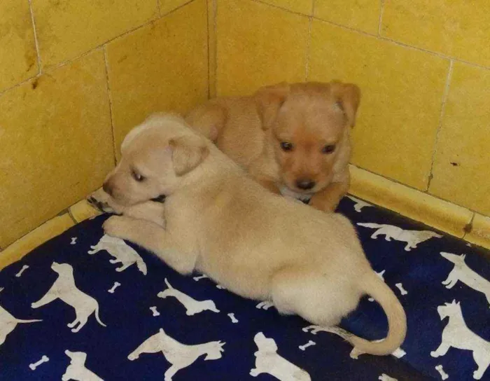 Cachorro ra a SRD idade Abaixo de 2 meses nome Nate