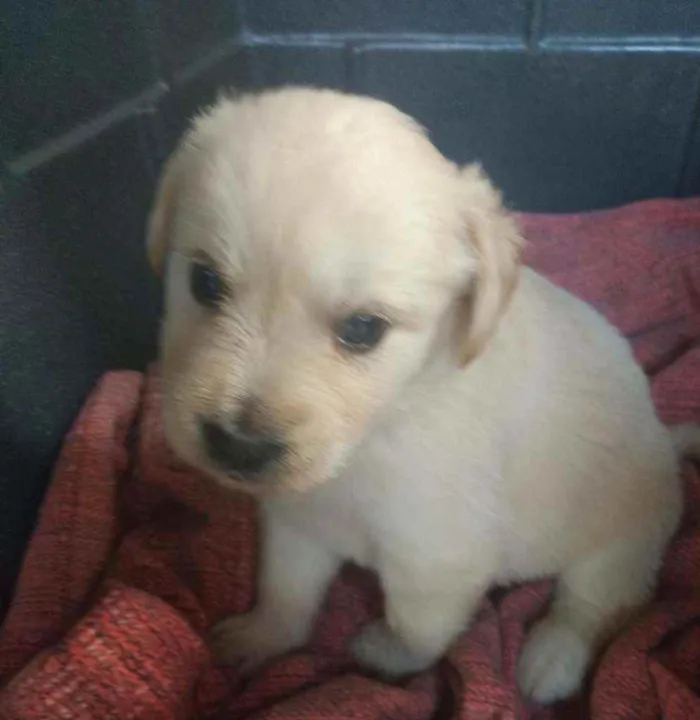 Cachorro ra a SRD idade Abaixo de 2 meses nome Nate