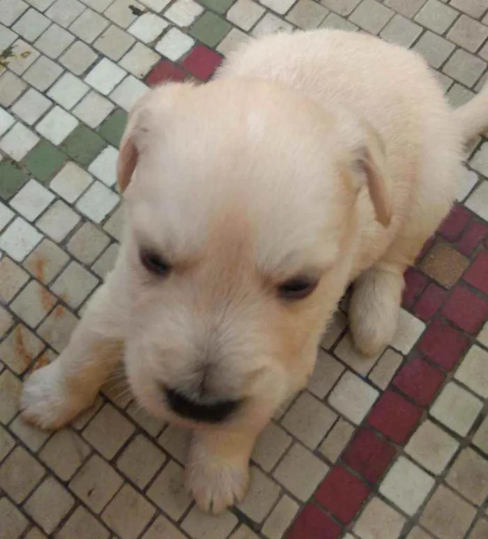 Cachorro ra a SRD idade Abaixo de 2 meses nome Nate
