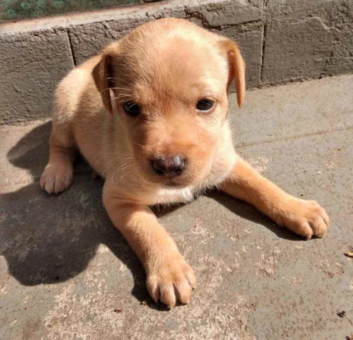 Cachorro ra a SRD idade Abaixo de 2 meses nome Chuck