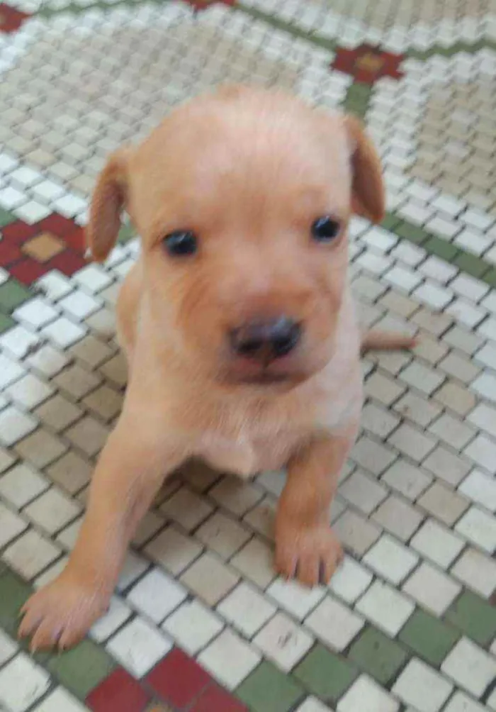Cachorro ra a SRD idade Abaixo de 2 meses nome Chuck