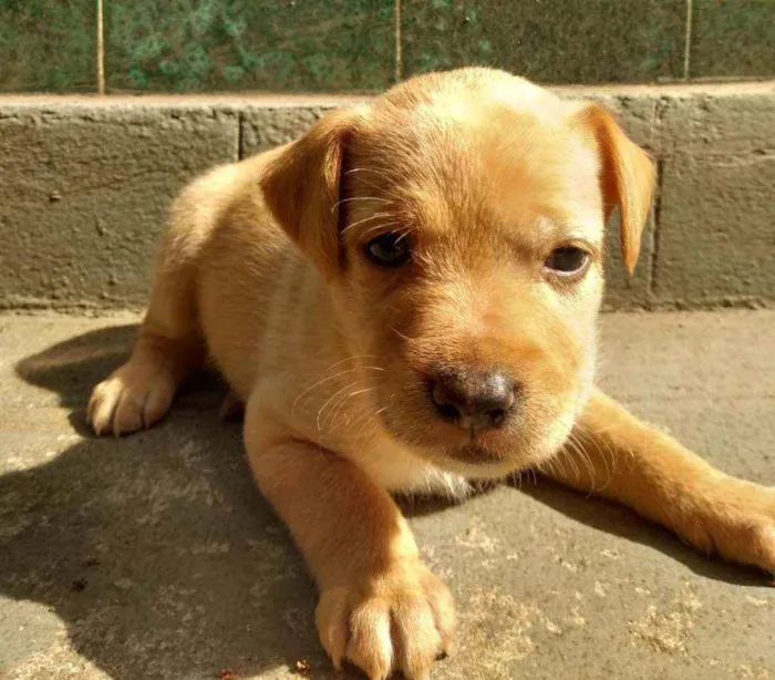 Cachorro ra a SRD idade Abaixo de 2 meses nome Chuck