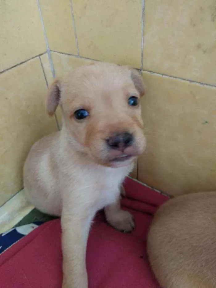 Cachorro ra a SRD idade Abaixo de 2 meses nome Chuck