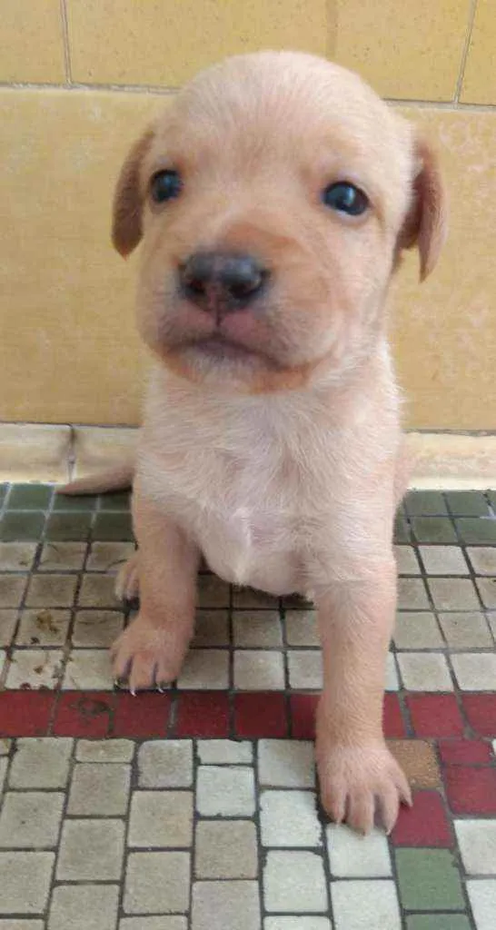 Cachorro ra a SRD idade Abaixo de 2 meses nome Chuck