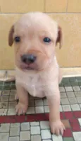 Chuck