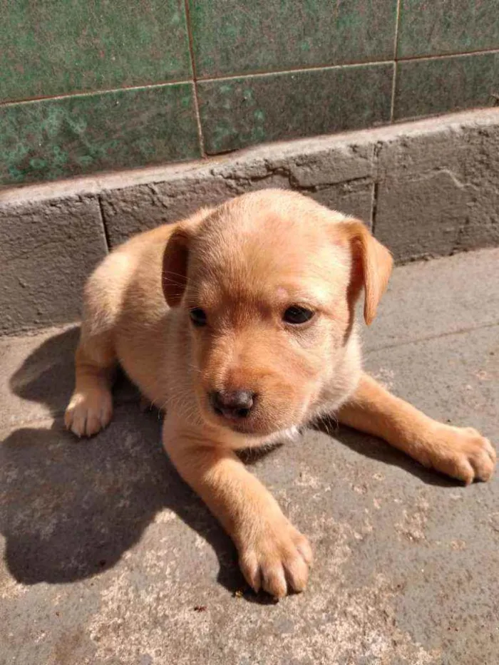 Cachorro ra a SRD idade Abaixo de 2 meses nome Chuck