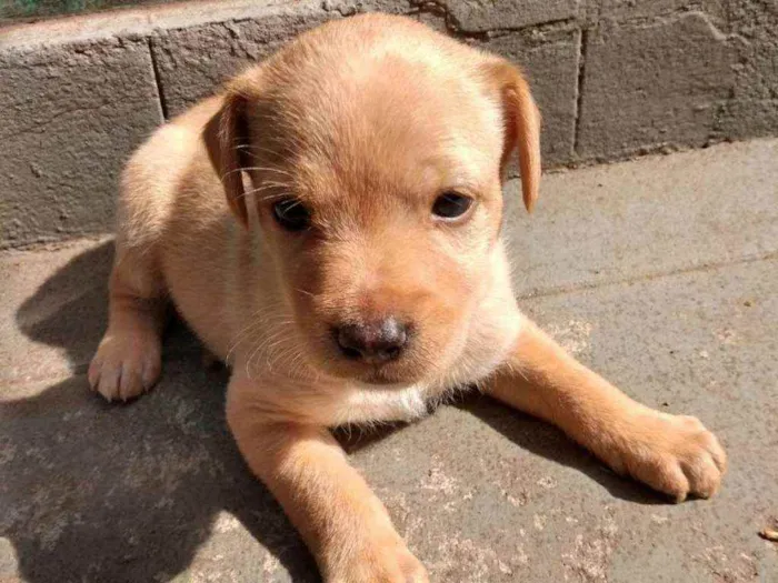 Cachorro ra a SRD idade Abaixo de 2 meses nome Chuck