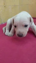 Jenny