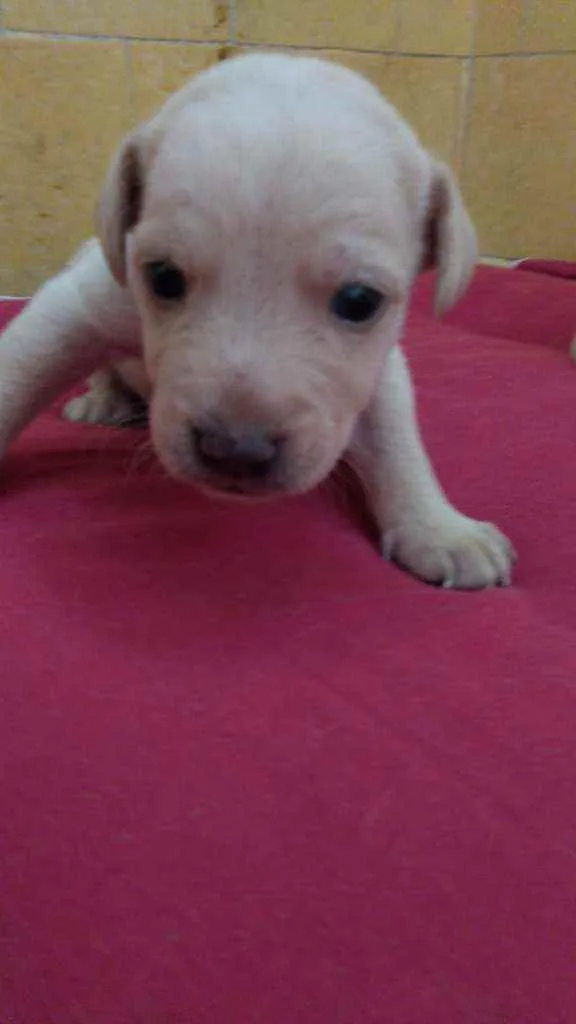 Cachorro ra a SRD idade Abaixo de 2 meses nome Jenny