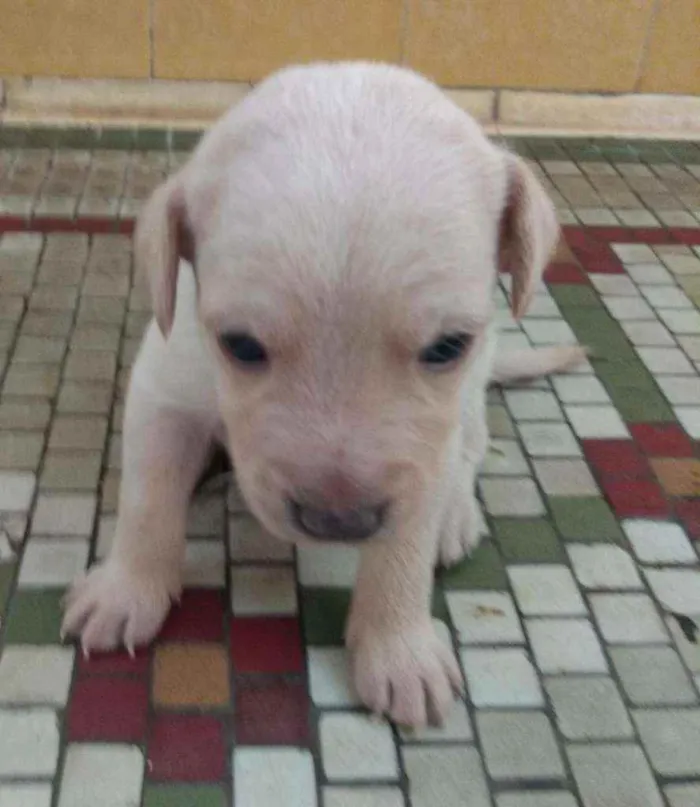 Cachorro ra a SRD idade Abaixo de 2 meses nome Jenny