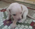 Jenny