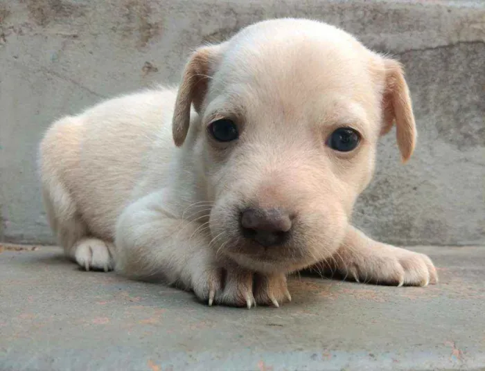 Cachorro ra a SRD idade Abaixo de 2 meses nome Jenny