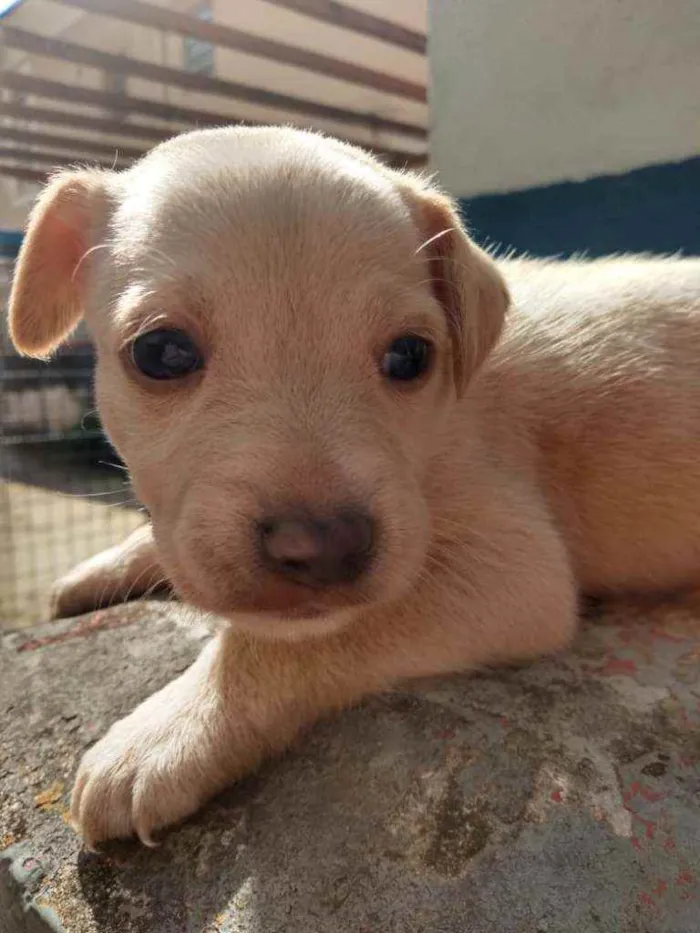 Cachorro ra a SRD idade Abaixo de 2 meses nome Jenny