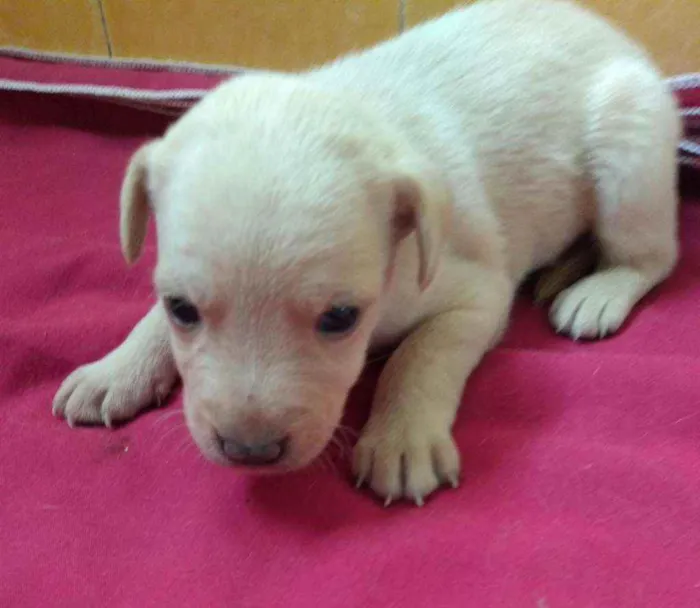 Cachorro ra a SRD idade Abaixo de 2 meses nome Jenny
