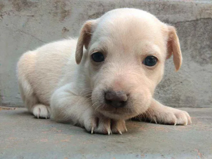 Cachorro ra a SRD idade Abaixo de 2 meses nome Jenny
