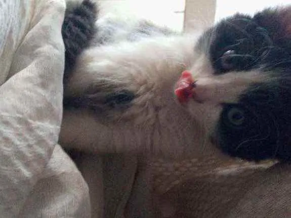 Gato ra a Siamês com viralata idade Abaixo de 2 meses nome Não possui nome 