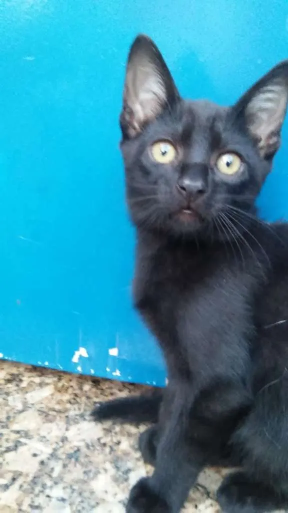 Gato ra a SRD-ViraLata idade 2 a 6 meses nome sirius,Suzi e Luna