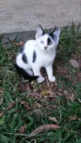 sirius,Suzi e Luna