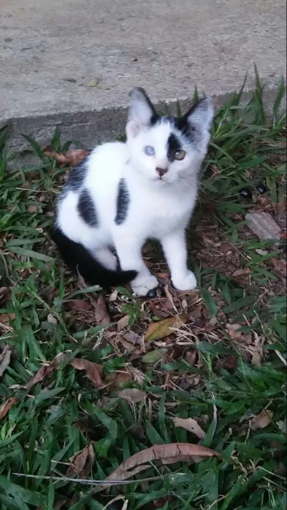 Gato ra a SRD-ViraLata idade 2 a 6 meses nome sirius,Suzi e Luna
