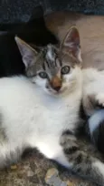 sirius,Suzi e Luna