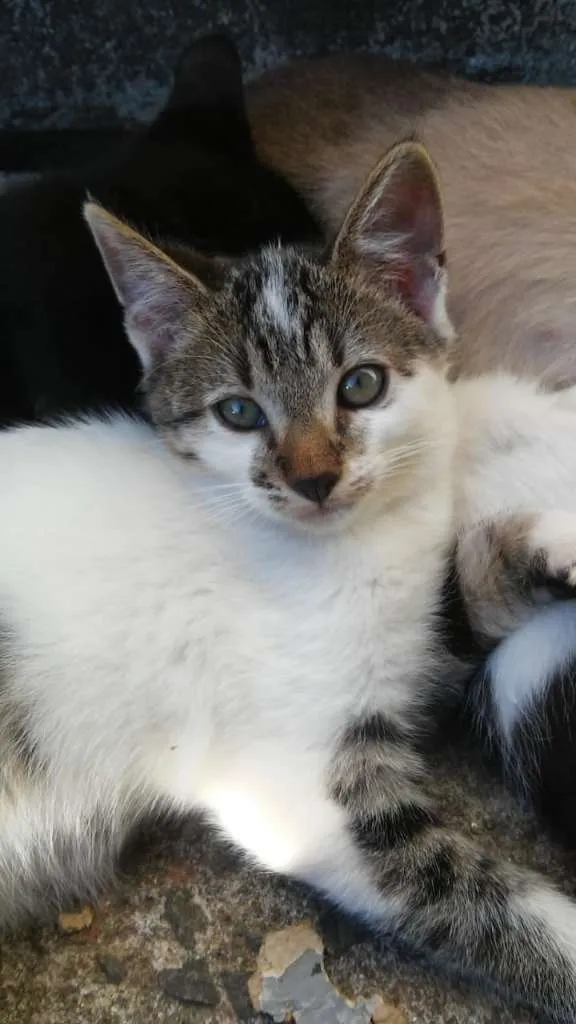 Gato ra a SRD-ViraLata idade 2 a 6 meses nome sirius,Suzi e Luna