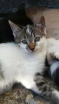 sirius,Suzi e Luna