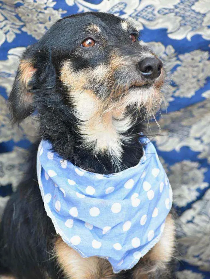 Cachorro ra a SRD idade 4 anos nome Guri