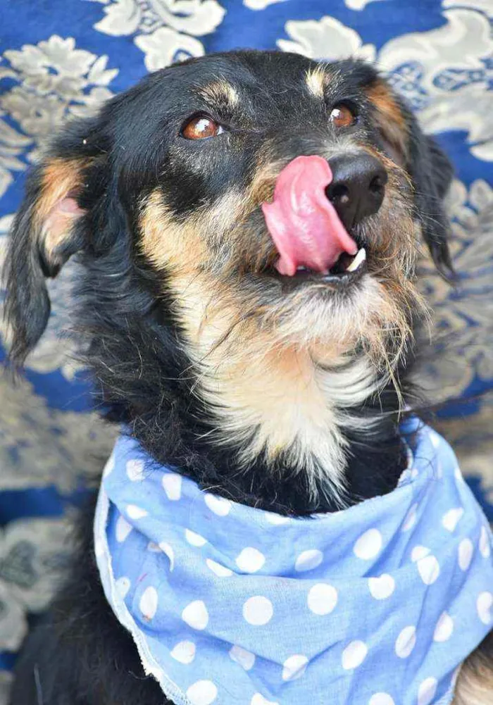Cachorro ra a SRD idade 4 anos nome Guri