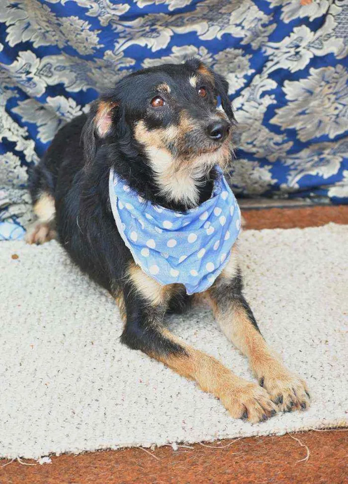 Cachorro ra a SRD idade 4 anos nome Guri