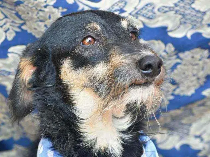 Cachorro ra a SRD idade 4 anos nome Guri