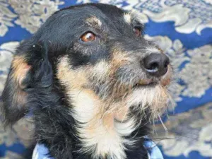 Cachorro raça SRD idade 4 anos nome Guri