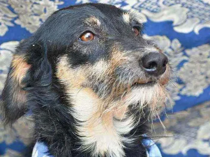 Cachorro ra a SRD idade 4 anos nome Guri
