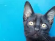 sirius,Suzi e Luna