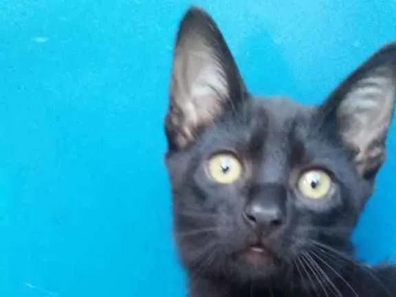 Gato ra a SRD-ViraLata idade 2 a 6 meses nome sirius,Suzi e Luna