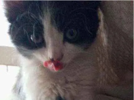 Gato ra a Siamês com viralata idade Abaixo de 2 meses nome Não possui nome 