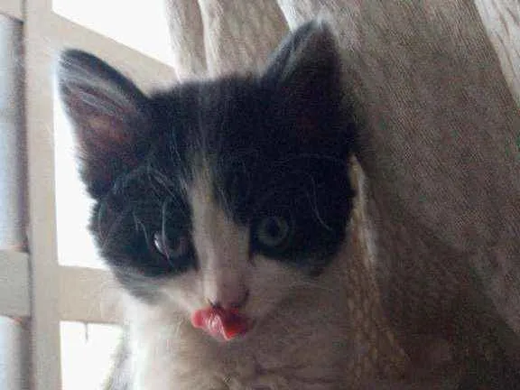 Gato ra a Siamês com viralata idade Abaixo de 2 meses nome Não possui nome 