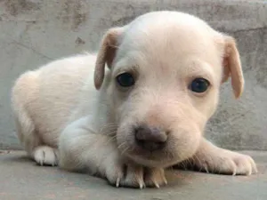 Cachorro raça SRD idade Abaixo de 2 meses nome Jenny