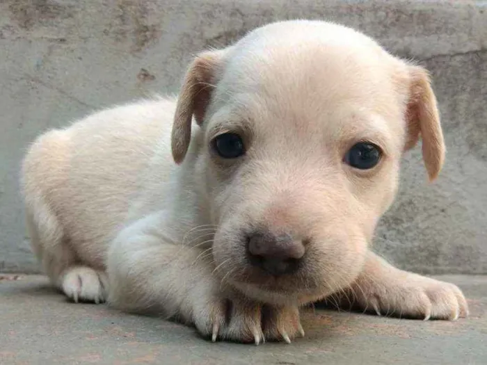 Cachorro ra a SRD idade Abaixo de 2 meses nome Jenny