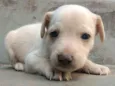 Jenny
