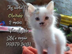 Gato raça SRD idade 2 a 6 meses nome Olavinho