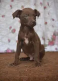 Bebê 
