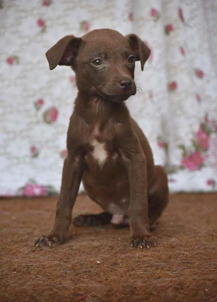Cachorro ra a SRD idade 2 a 6 meses nome Bebê 