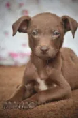 Bebê 