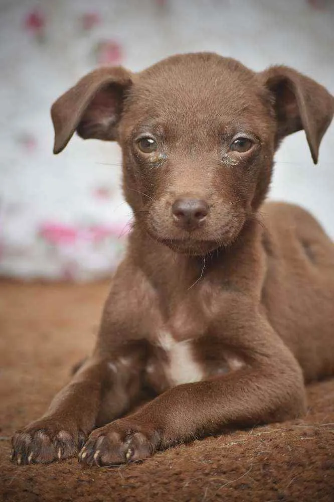 Cachorro ra a SRD idade 2 a 6 meses nome Bebê 