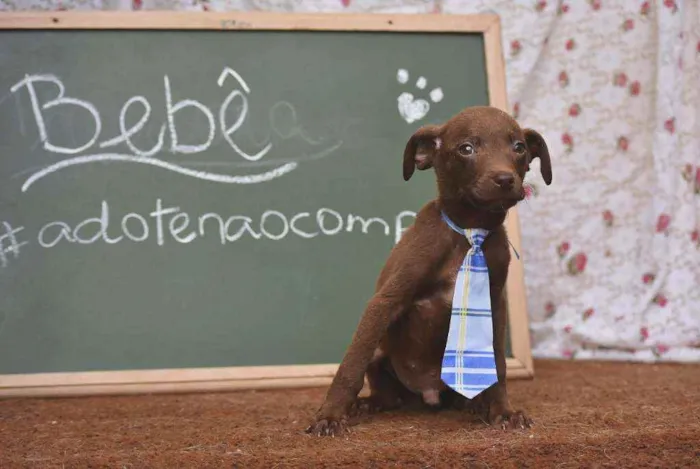 Cachorro ra a SRD idade 2 a 6 meses nome Bebê 