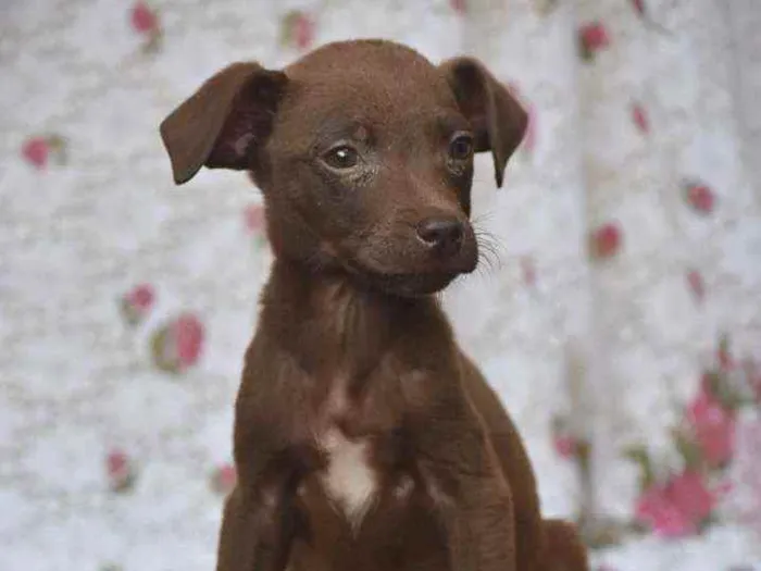 Cachorro ra a SRD idade 2 a 6 meses nome Bebê 
