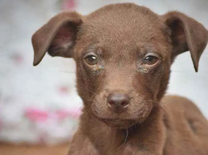 Cachorro ra a SRD idade 2 a 6 meses nome Bebê 