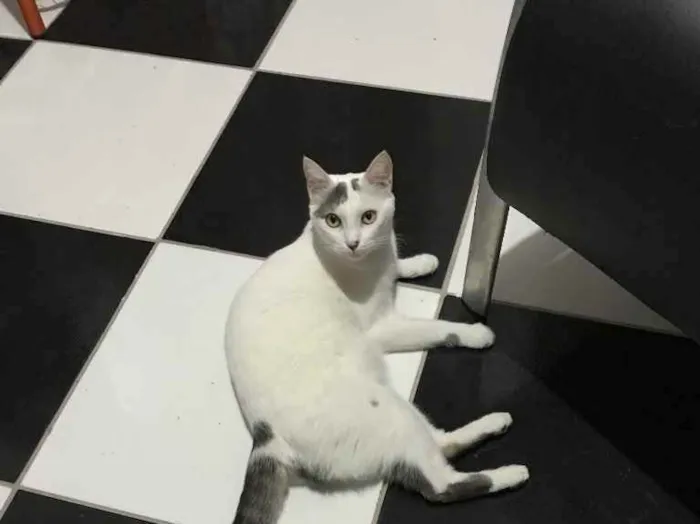 Gato ra a Sem raça Definida idade 2 anos nome Bolinha